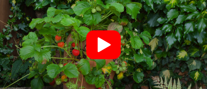 ▶︎ Watch: Growing Strawberries in Containers