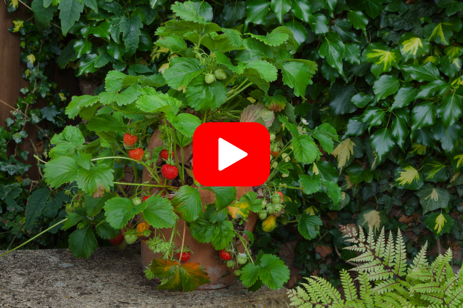 ▶︎ Watch: Growing Strawberries in Containers