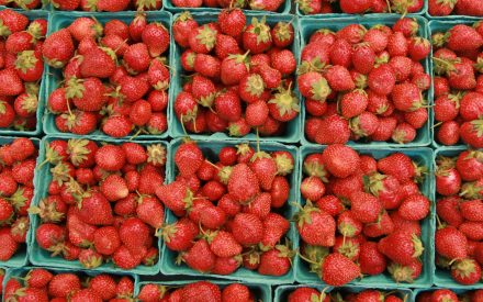 Growing Strawberries in Wisconsin