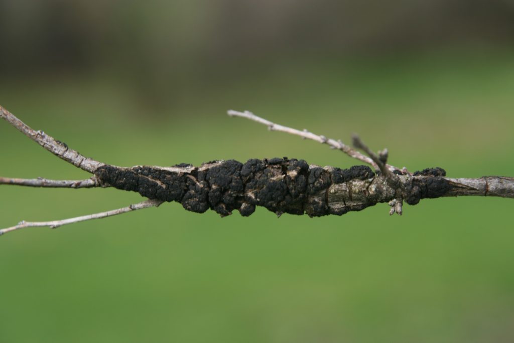 Strategies for Identifying and Managing Plant Diseases