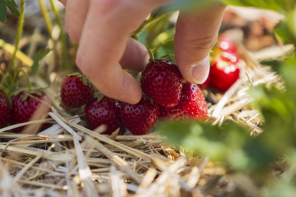 A person's hand picking a ripe strawberry at a U-Pick farm operation
