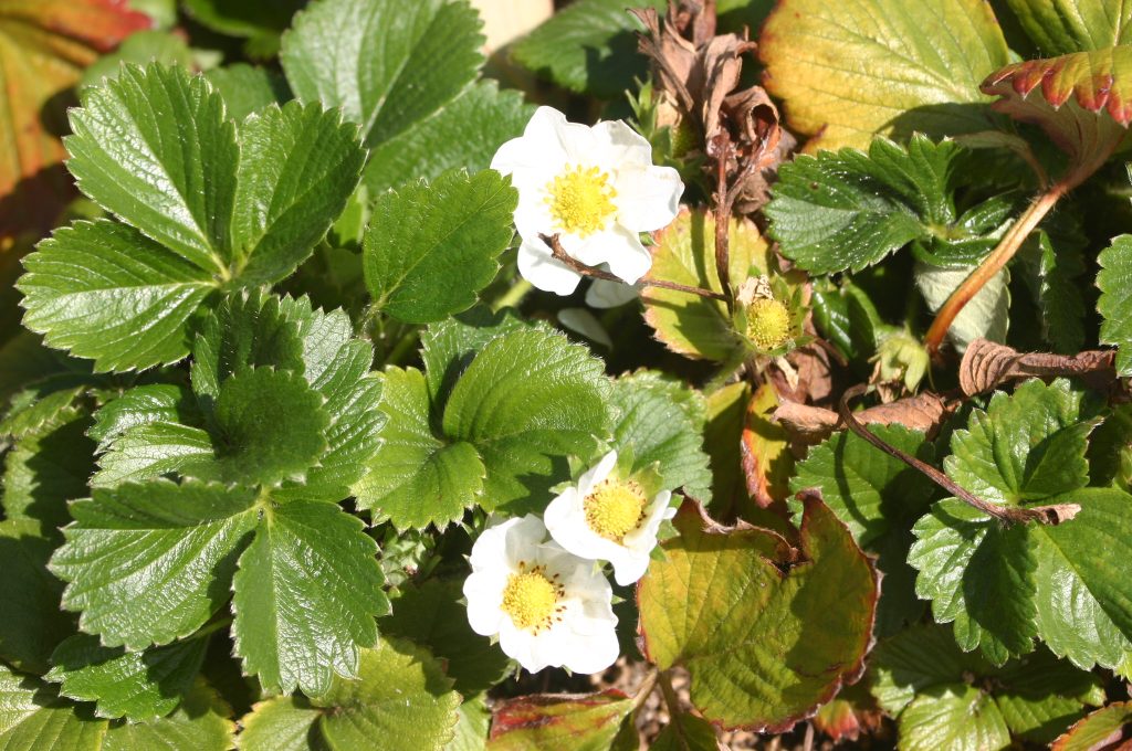 Strawberry plant with small white blossoms developing