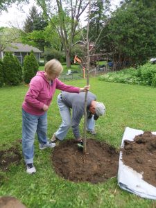 Growing And Caring For Plants In Wisconsin: Foundations In Gardening ...