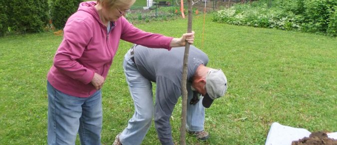 Tree Species Recommended for Fall Planting