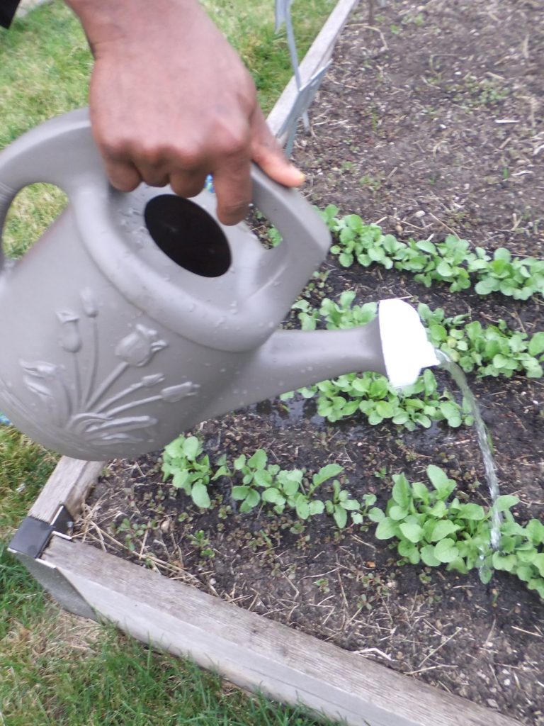 A hand watering with a watering can