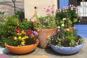 Multiple container plantings with different colored flowers