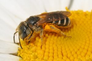 close-up of long horned bee on flower