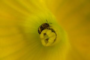 Squash bee inside squash flower