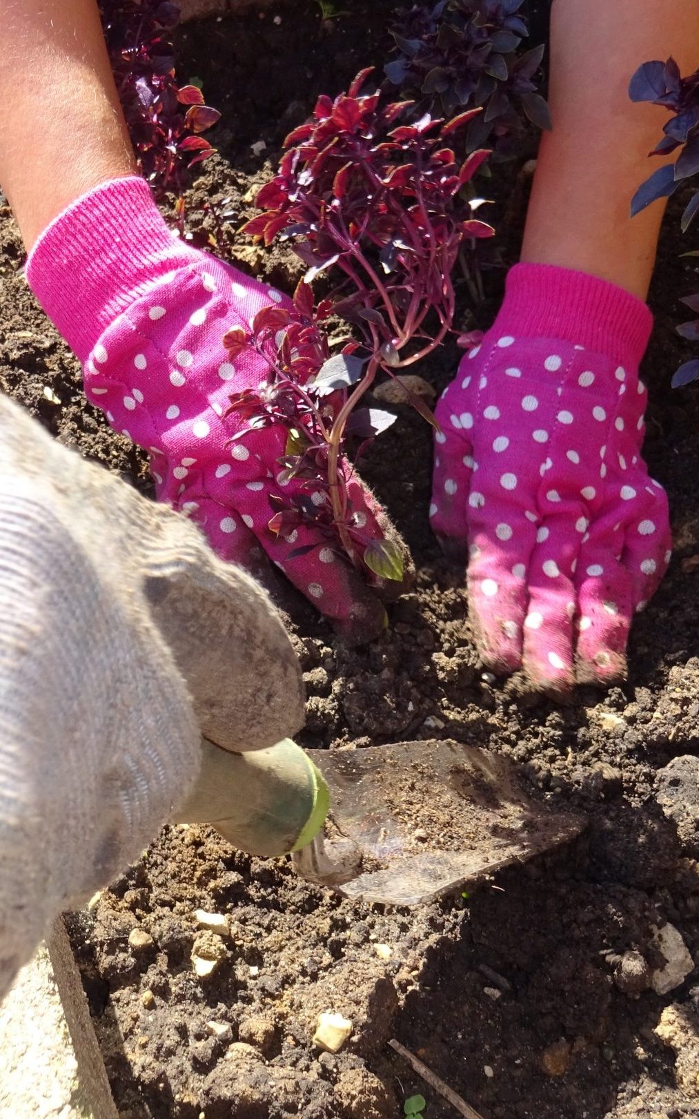 Growing Vegetables in Containers – Wisconsin Horticulture