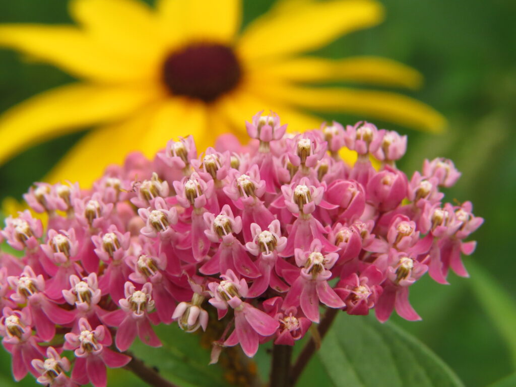 Landscaping Alternatives for Terrestrial Invasive Flowers and Grasses
