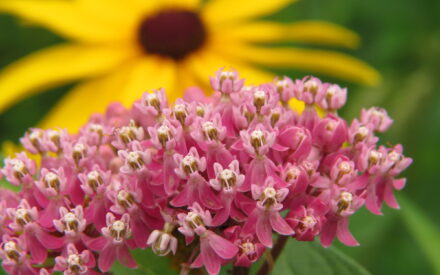 Pink red flower of milkweed with yellow flower in background