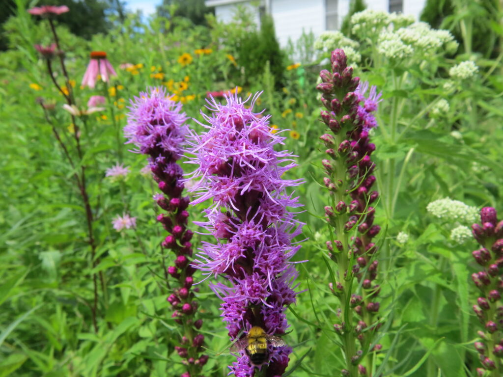 Purple spike flower