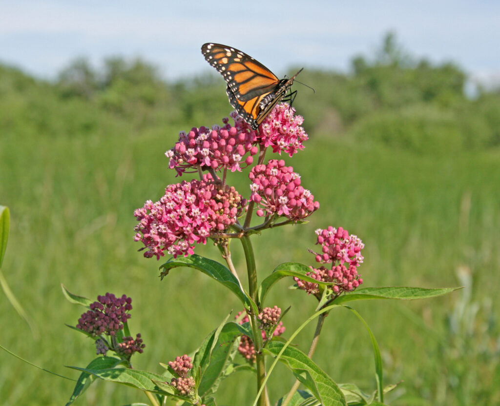 Monarch butterfly on milkweed plant