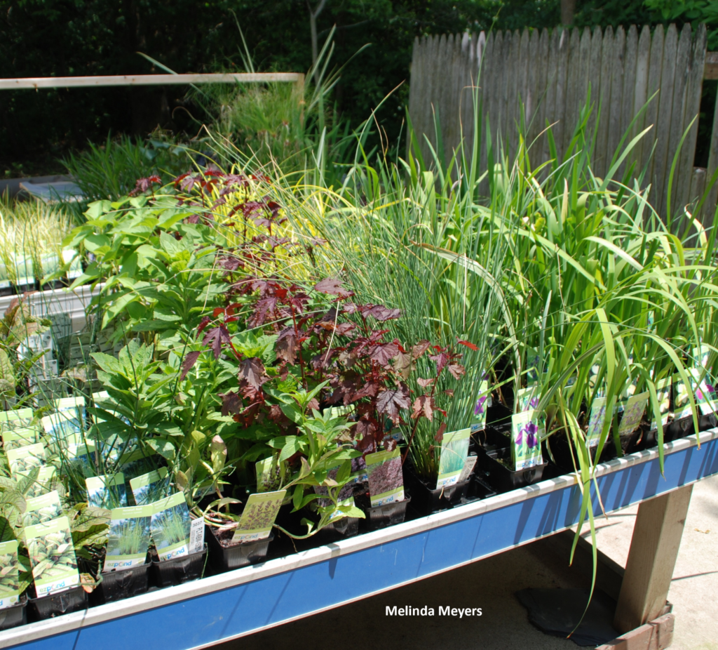 Aquatic Plants