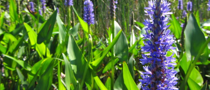 Landscaping Alternatives for Common Invasive Wetland and Aquatic Plants