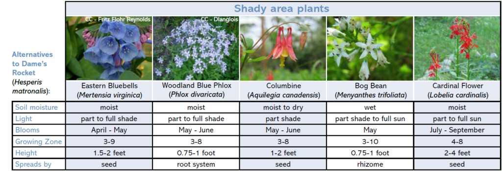 Shady area plants for Wisconsin