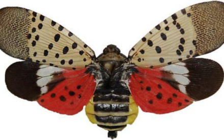 Spotted Lanternfly Fall 2023 Update