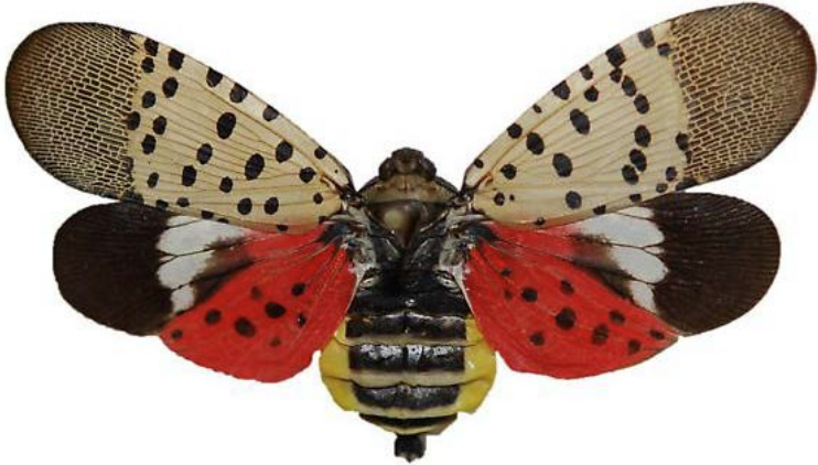 Insect with spotted wings