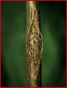 Thyronectria Canker &ndash; Wisconsin Horticulture