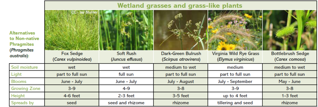 Wetland grasses and grass-like plants for Wisconsin