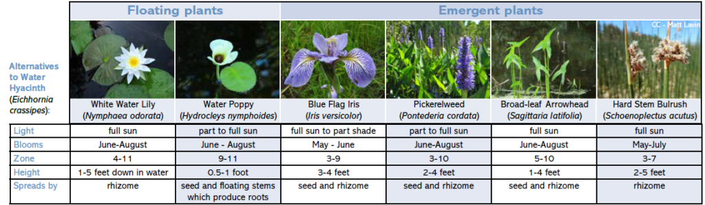 List of native floating and emergent plants for Wisconsin