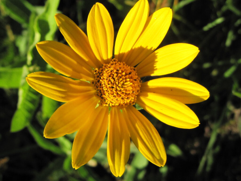 Yellow daisy-like flower