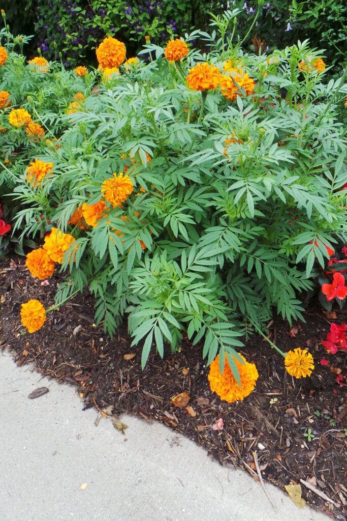 Orange marigolds in bloom in the garden