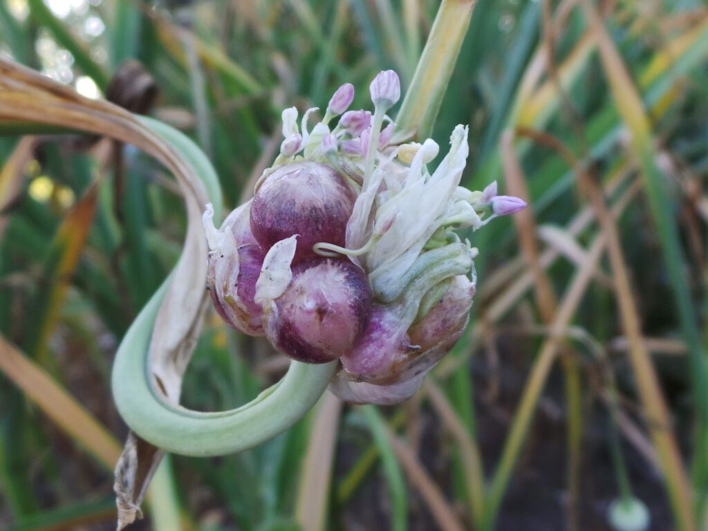 Garlic bulbil in a garden