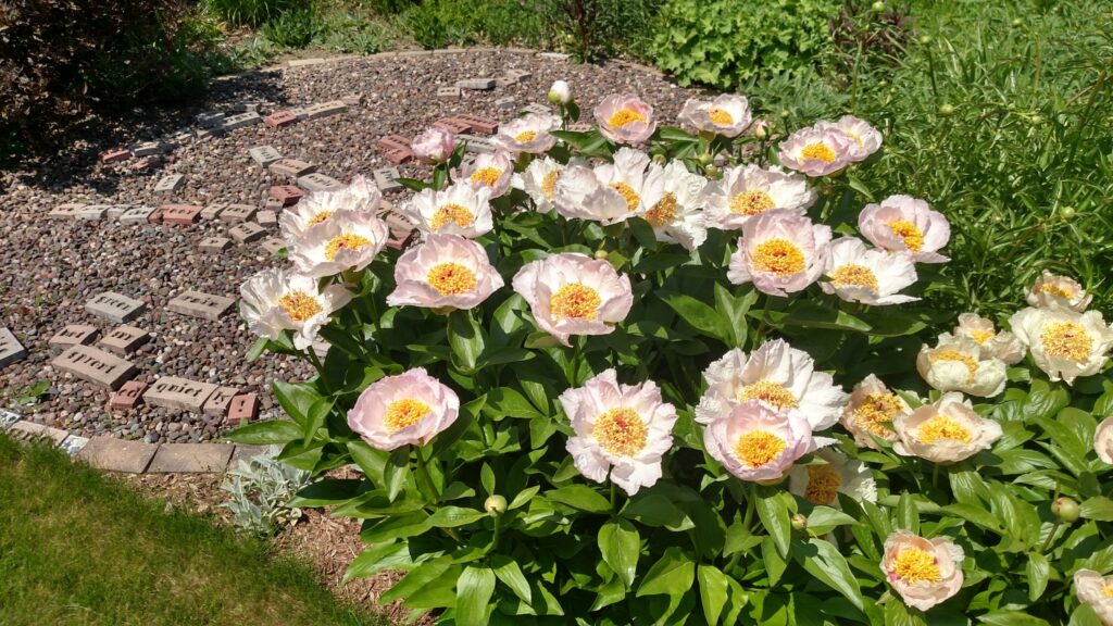 Peony – Wisconsin Horticulture