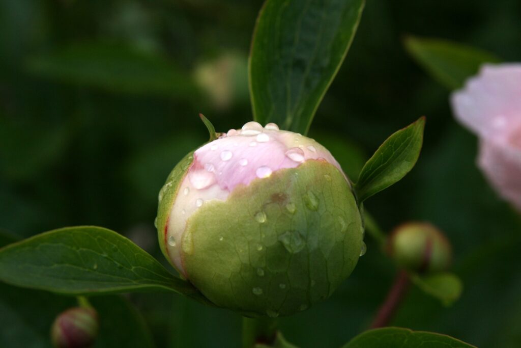 Peony – Wisconsin Horticulture