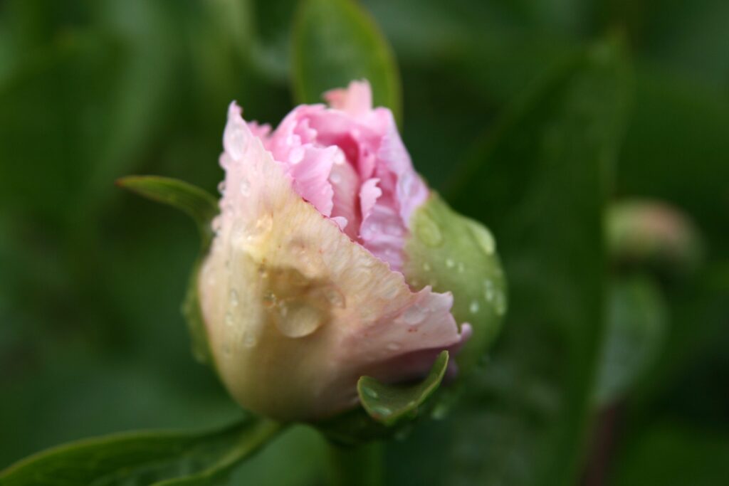 Peony Seed Pod Harvest: Should You Remove Peony Seed Pods