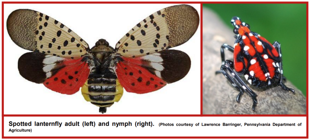 Insect with spotted wings and juvenile insect with red and black coloring with white spots
