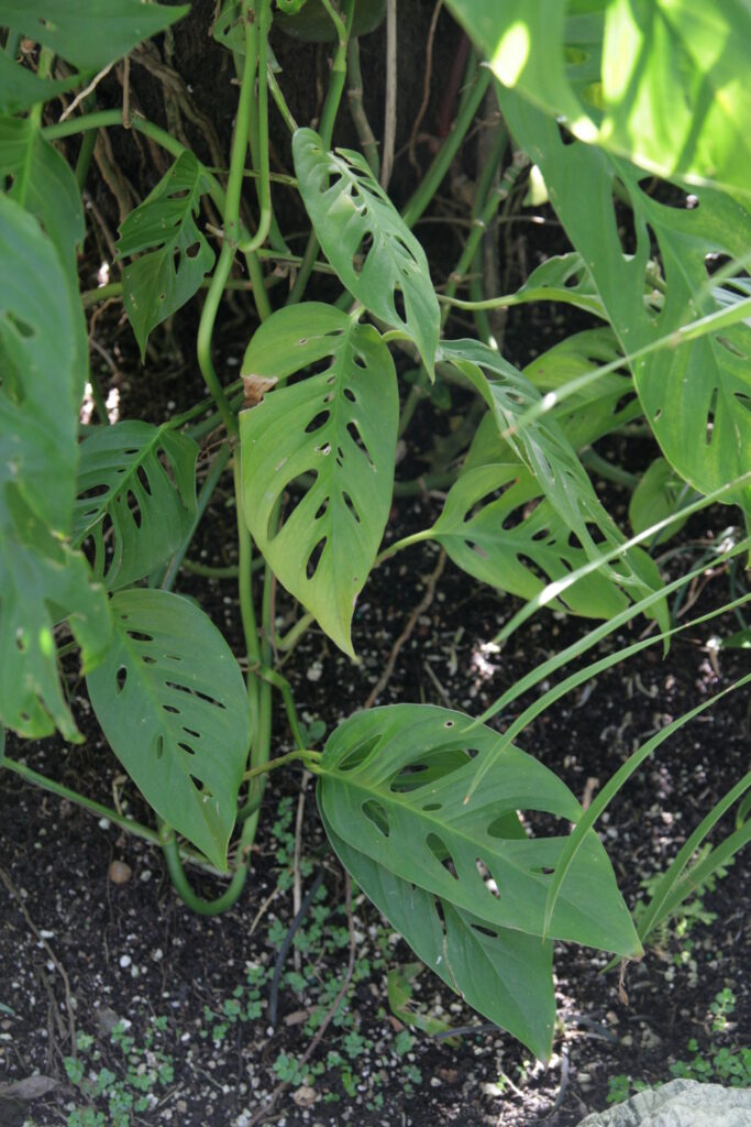 Le Monstera, plante d'intérieur XXL - Hortus Focus I mag