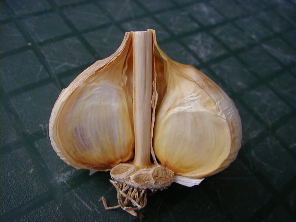 Cross section of a hardneck garlic bulb
