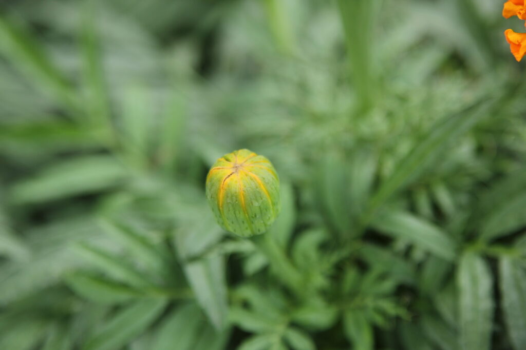 Marigold flower bud forming