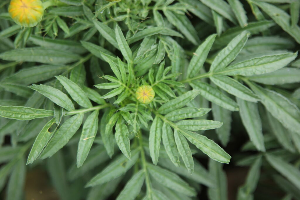 Marigold flower bud forming and about to open