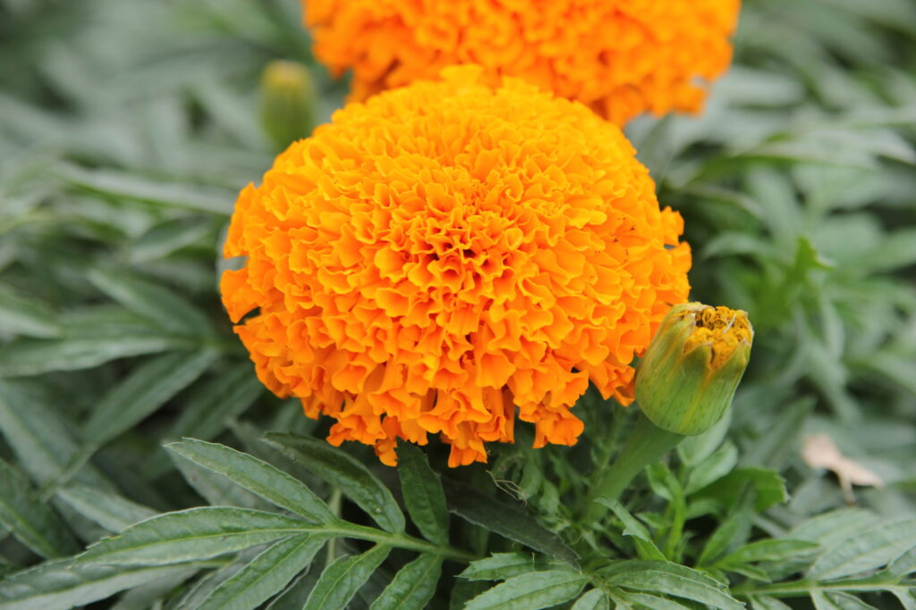 Big orange double marigold flower fully open