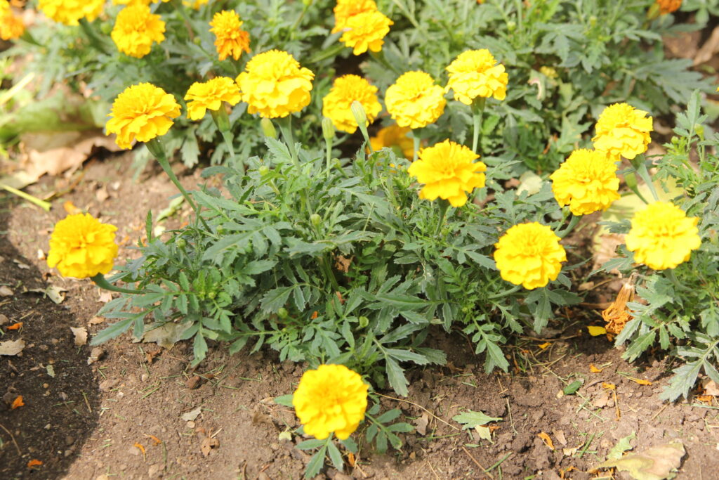Yellow marigolds in bloom in the garden