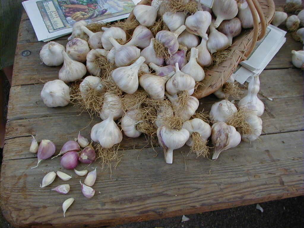 Many garlic heads spilled out on a wooden table