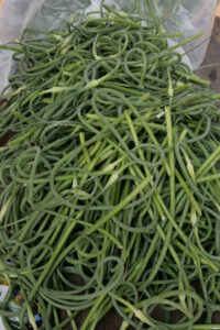 Hundreds of garlic scapes in a pile