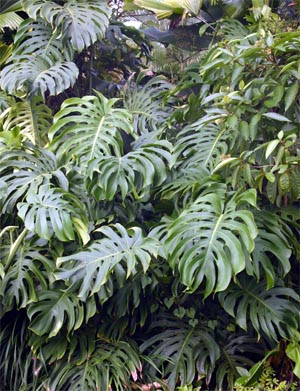 Monstera deliciosa (Ceriman, Cutleaf Philodendron, Hurricane Plant, Mexican  Breadfruit, Mother-in-Law, Split-leaf Philodendron, Swiss Cheese Plant)