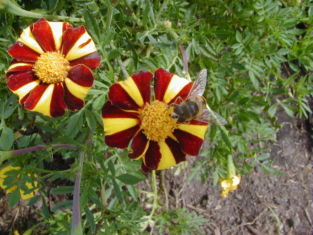 Red and yellow single flower marigold