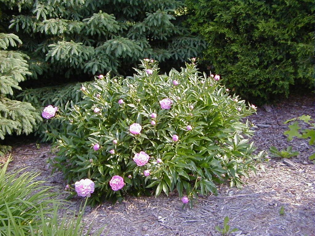 Peony – Wisconsin Horticulture