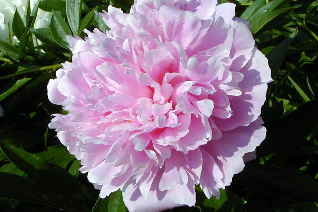 Peonies