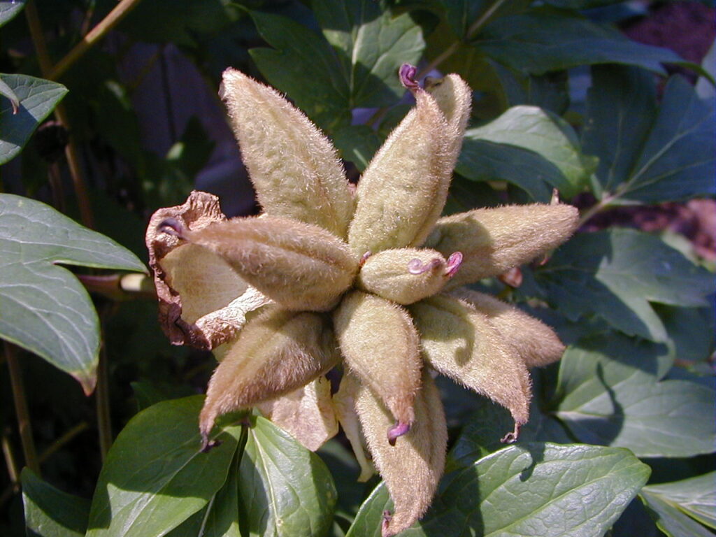 Tree Peony Seeds Official Website