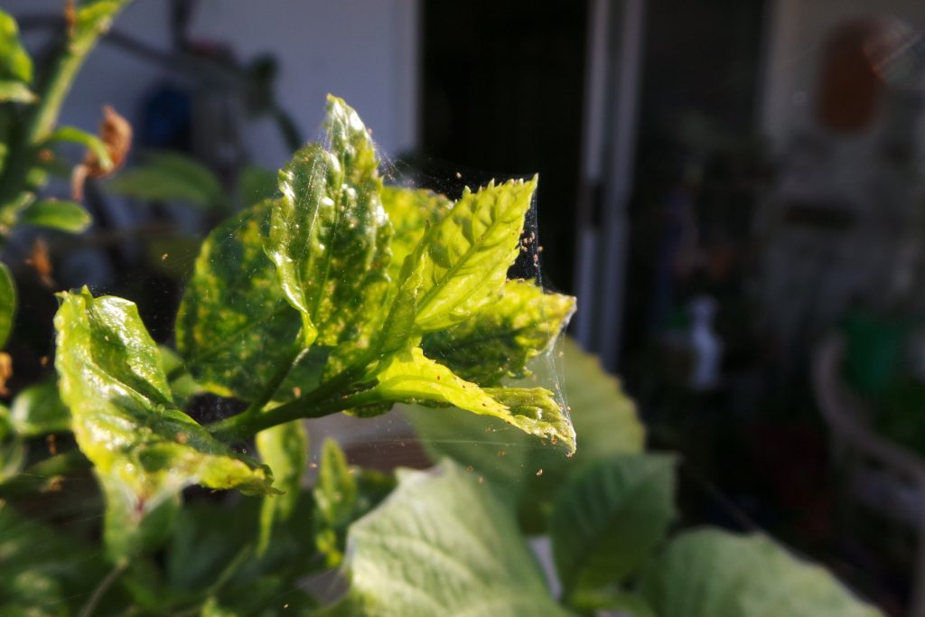 Spider mites on plant leaves