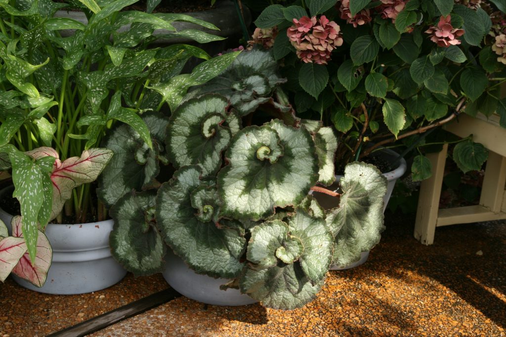 Begonia rex 'Escargot'