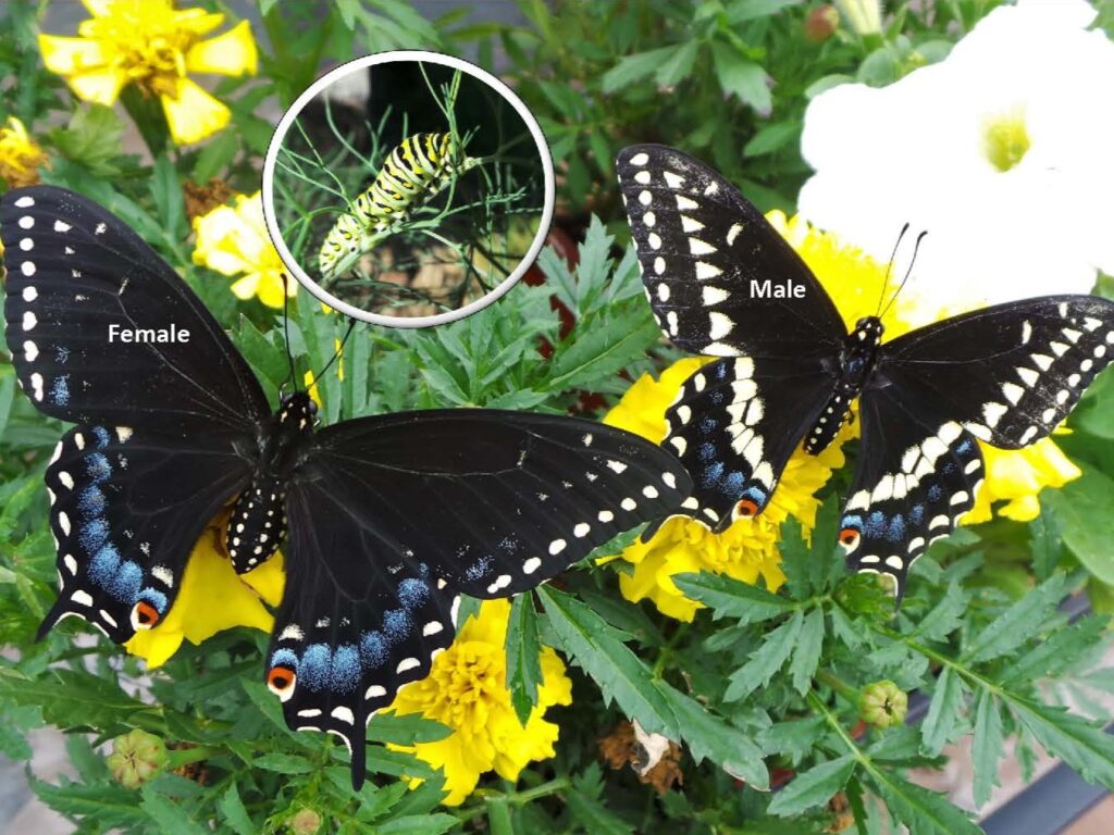 Pollinators – Wisconsin Horticulture