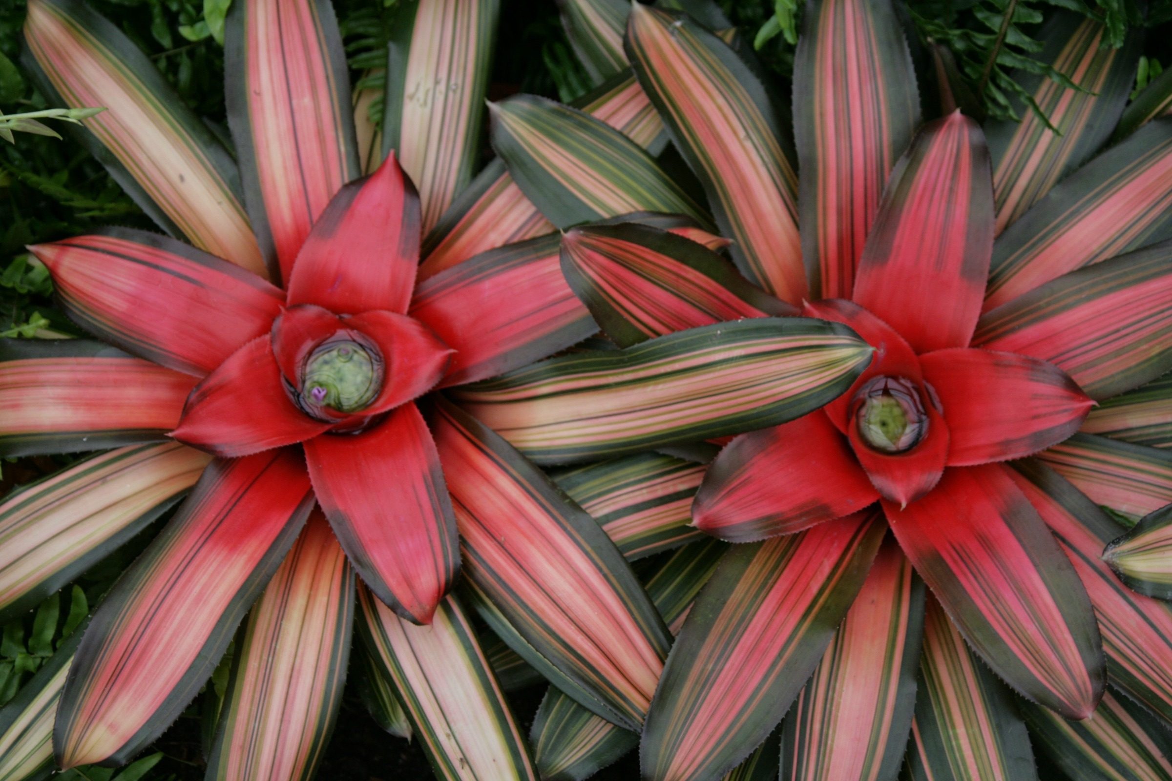 Two Bromeliad plants with red and green variegation