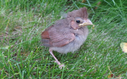 Beyond Birdfeeders: How to be a Bird-friendly Gardener